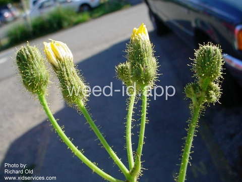 sowthistle, perennial